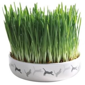 Bol Ceramica 15*45cm cu Seminte de Orz pt Iarba 50g